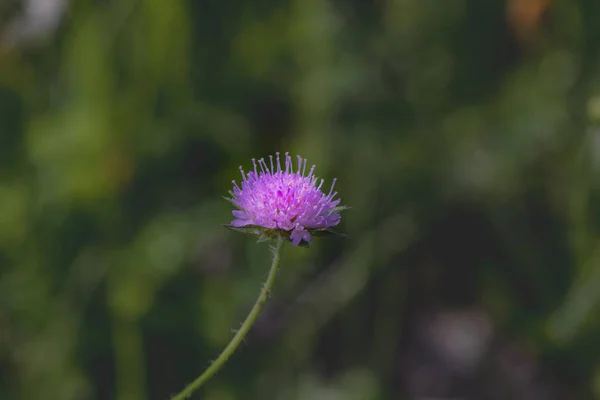 Colorida Naturaleza Aire Libre Imagen Primer Plano Solo Trébol Rojo —  Fotos de Stock