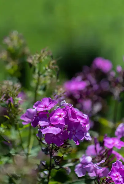 Цветочный Макрос Фиолетовой Флоры Естественном Размытом Зеленом Фоне Солнечный Летний — стоковое фото