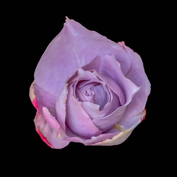 Farbe Stillleben Blumen Fine Art Makro Blume Bild Einer Einzigen — Stockfoto
