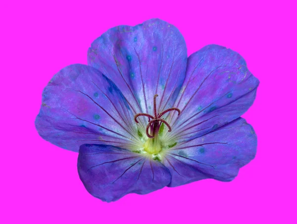Λεπτή Τέχνη Ακόμα Ζωή Χρώμα Floral Εικόνα Του Ένα Μοναδικό — Φωτογραφία Αρχείου