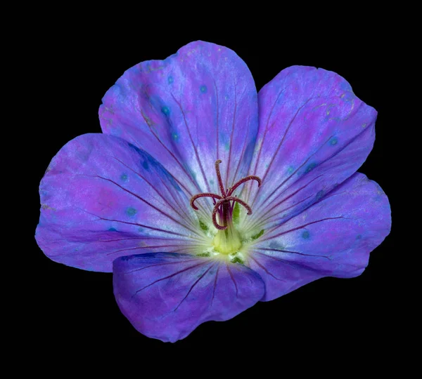Λεπτή Τέχνη Ακόμα Ζωή Χρώμα Floral Εικόνα Του Ένα Μοναδικό — Φωτογραφία Αρχείου