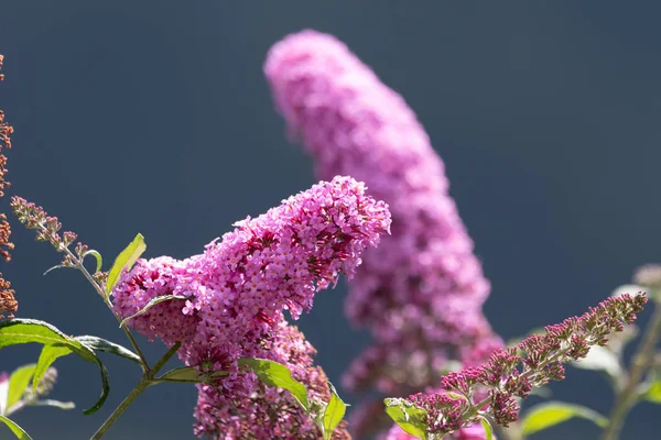 Outdoor summer / spring  color macro of a a pink lilac blossom,sunny,blurred natural blue sky background,bright sunshine
