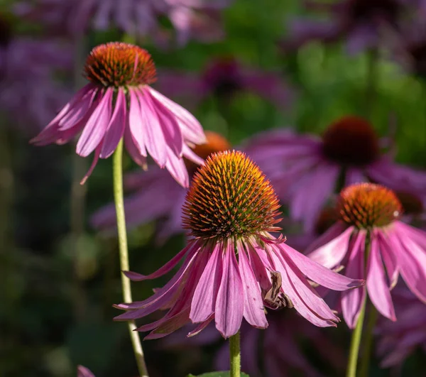 Bellas Artes Naturaleza Muerta Macro Floral Aire Libre Una Flor — Foto de Stock