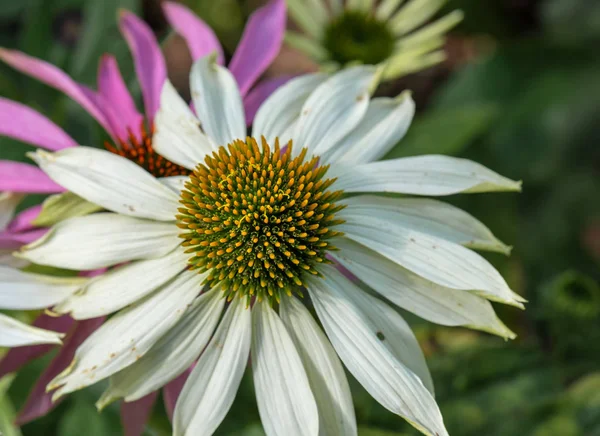 Nature Outdoor Floral Macro Wide Open White Orange Green Coneflower — Stock Photo, Image