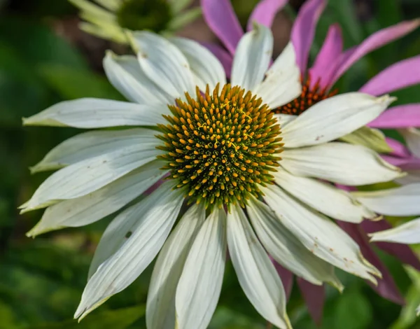 Outdoor floral color macro portrait of a wide open single isolated white coneflower / echinacea blossom on natural green blurred background