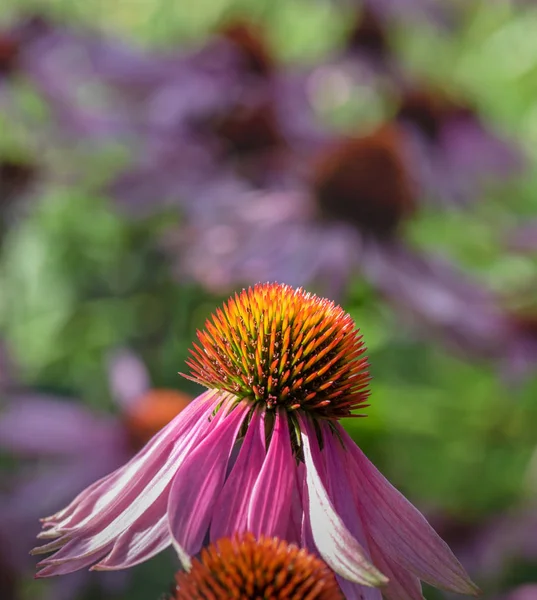 Fine art still life outdoor floral macro of a wide open single isolated pink orange coneflower/echinacea blossom on natural green pink blurred background taken on a sunny summer day