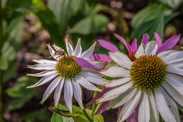在阳光明媚的夏日 在自然的绿色模糊的背景上 开着一朵宽的 白色的 黄绿色的菊花和紫锥菊花 蜜蜂在外面开花 — 图库照片