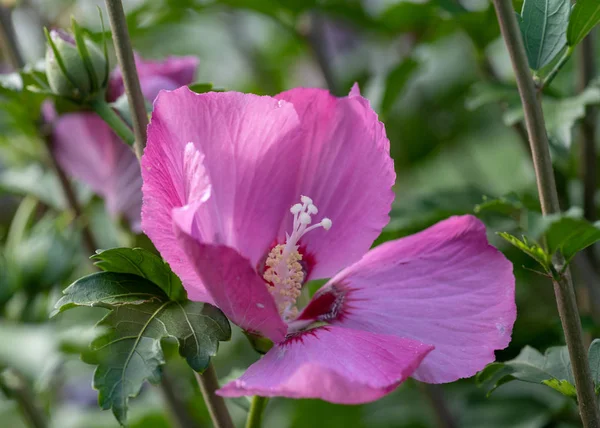 Цвет Наружного Натурального Цветка Крупным Планом Изображение Розового Фиолетового Цветка — стоковое фото