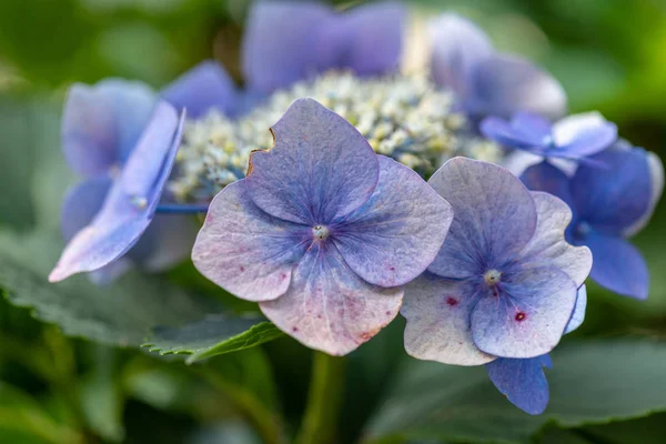 Color Macro Floral Aire Libre Una Flor Violeta Hortensia Blanca —  Fotos de Stock