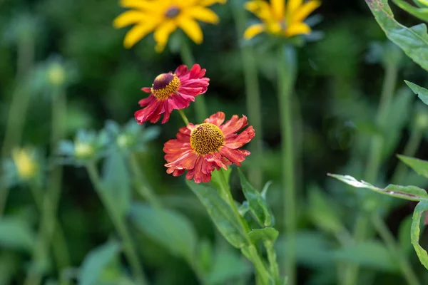 Floraison Naturelle Colorée Macro Extérieure Une Tige Hélium Rouge Jaune — Photo