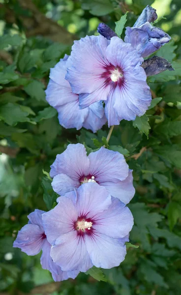 Cor Floral Natural Livre Fechar Imagem Flores Hibisco Vermelho Azul — Fotografia de Stock