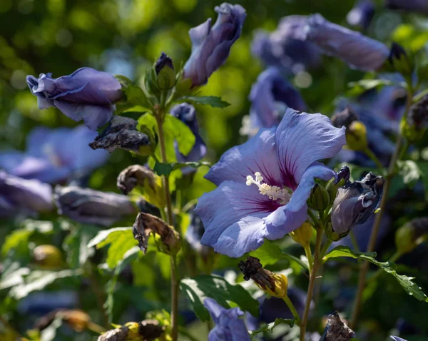 Színes Szabadtéri Természetes Virágos Közel Fel Egy Egységes Kék Lila — Stock Fotó