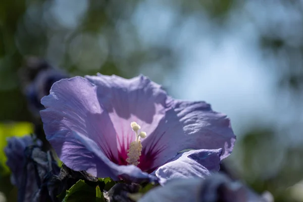 Colorful Outdoor Natural Floral Close Image Single Violet Purple Hibiscus — Stock Photo, Image