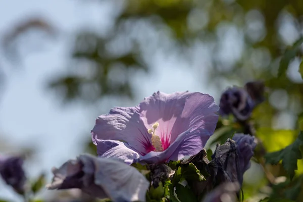 Цвет Наружного Природного Цветка Крупным Планом Изображение Одного Фиолетового Фиолетового — стоковое фото
