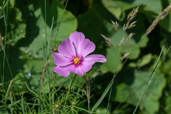 Imagen Primer Plano Floral Natural Aire Libre Solo Cosmos Violeta —  Fotos de Stock