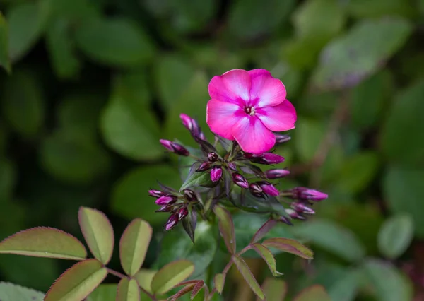 Color Outdoor Floral Macro Single Red Phlox Blossom Many Buds — Stock Photo, Image