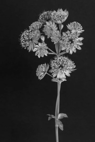 Fine Art Stillleben Florales Monochromes Makro Eines Einzelnen Isolierten Blütenstiels — Stockfoto