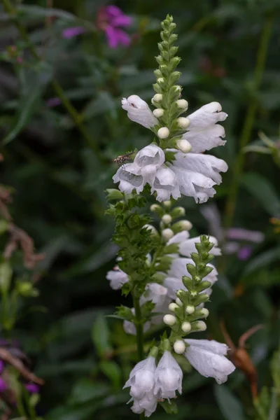 Color Outdoor Image Blossoms Green White False Dragonhead Obedient Obedience — Stock Photo, Image