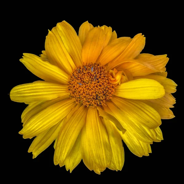 Beaux Arts Still Life Colorful Floral Macro Single Isolated Yellow — Photo