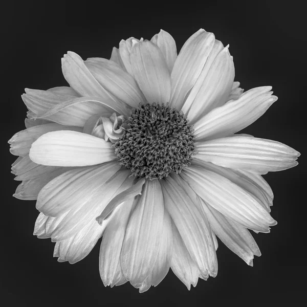 美術静物 Monochropme 黒と白の花マクロ単一の分離ワイド オープンに咲く黒の背景上から見た詳細なテクスチャと False ヘリオプシス花 — ストック写真
