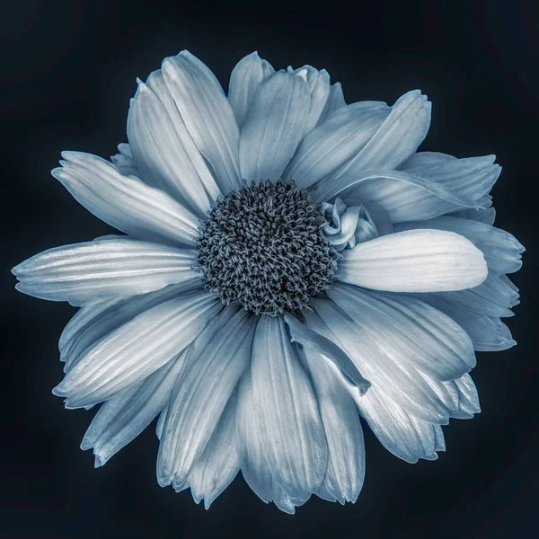 Fine Art Stilleven Monochropme Floral Macro Van Een Enkele Geïsoleerde — Stockfoto
