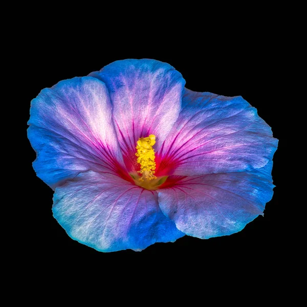 Цветочный Ярко Цветочный Макро Цветочный Портрет Одинокого Цветущего Голубого Цветка — стоковое фото