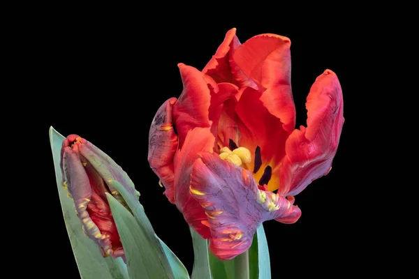 Fine art still life bright colorful macro fantasy of a single isolated parrot tulip blossom in surrealistic / fantastic realism style with pop-art rainbow colors with leaves and bud on black background