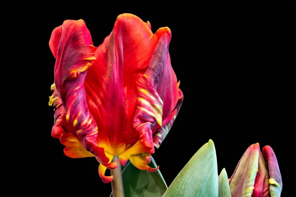 Bellas Artes Bodegón Brillante Colorido Macro Fantasía Una Sola Flor —  Fotos de Stock