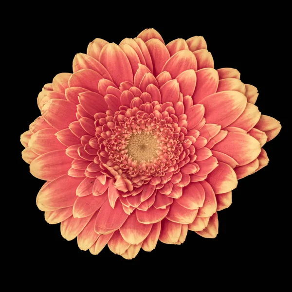 Výtvarné Květinové Zátiší Podrobné Pastelovou Barvu Makro Jediné Izolované Červená — Stock fotografie