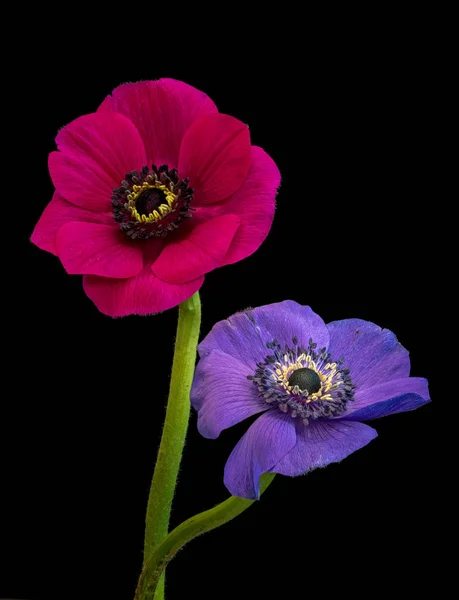 Fine Art Floral Χρώματος Νεκρή Μακροεντολή Από Ένα Μεμονωμένο Ζεύγος — Φωτογραφία Αρχείου