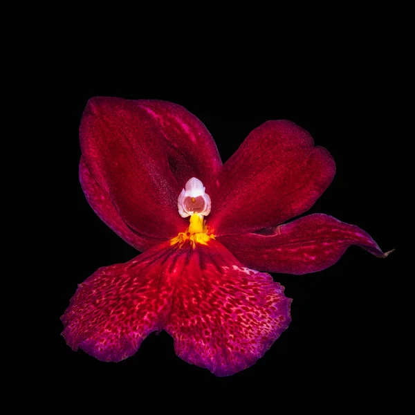 Beaux Arts Nature Morte Couleur Florale Macro Une Fleur Isolée — Photo