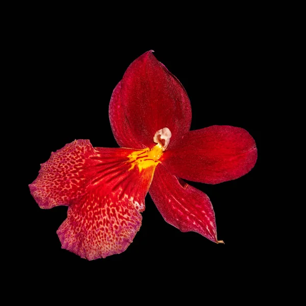 美术静物花卉色彩宏观的一个孤立的单一的深红色黄色兰花花在黑色背景与详细的纹理 — 图库照片