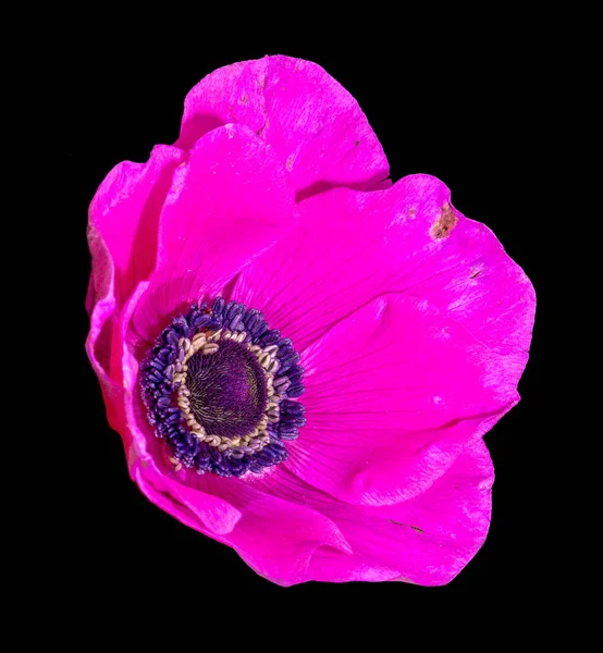 Belle Nature Morte Macro Floreale Unico Isolato Ampio Fiore Anemone — Foto Stock