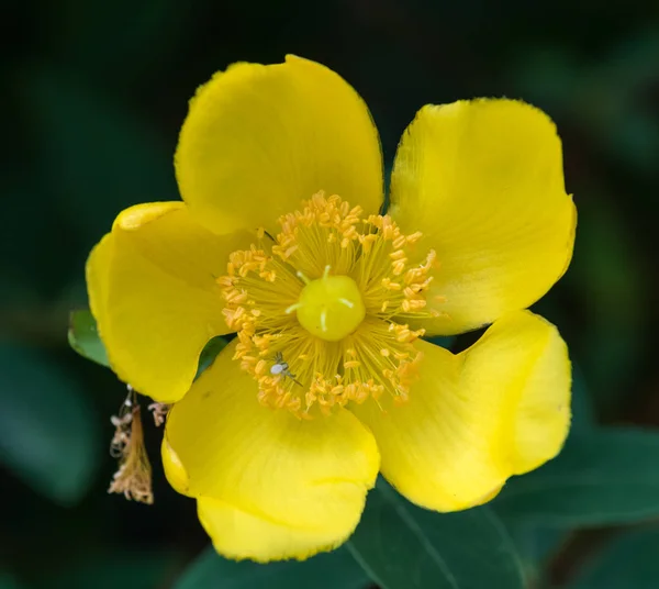 Color Outdoor Floral Image Single Isolated Yellow Wild Rose Small — Stock Photo, Image