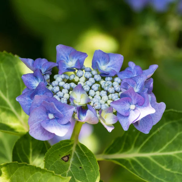 Färg Utomhus Blommig Bilden Unga Blommande Blå Violett Hortensia Blomma — Stockfoto
