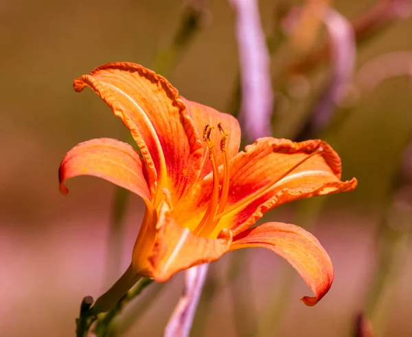 Fotografía Cerca Color Aire Libre Una Sola Flor Lirio Amplia — Foto de Stock