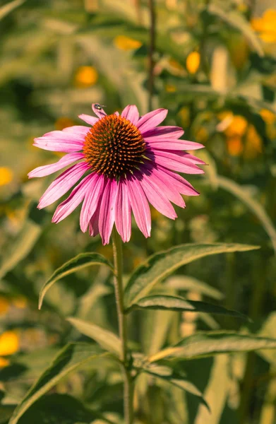 Cor Floral Natural Livre Imagens Close Flores Echinacea Roxo Rosa — Fotografia de Stock