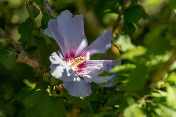 Цвет Наружного Природного Цветка Крупным Планом Изображение Белого Фиолетового Цветка — стоковое фото