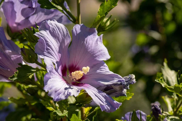 Цвет Наружных Природных Цветов Крупным Планом Изображение Светло Голубой Фиолетовый — стоковое фото