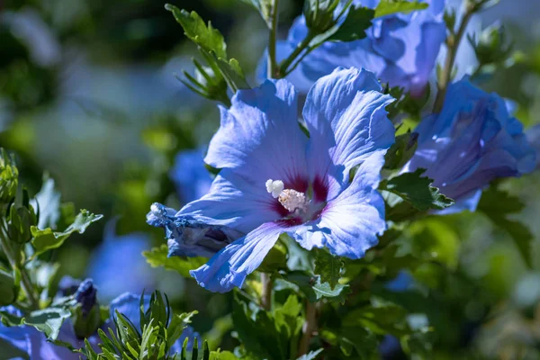 Színes Szabadtéri Természetes Virágos Közel Fel Képet Kék Lila Hibiszkusz — Stock Fotó