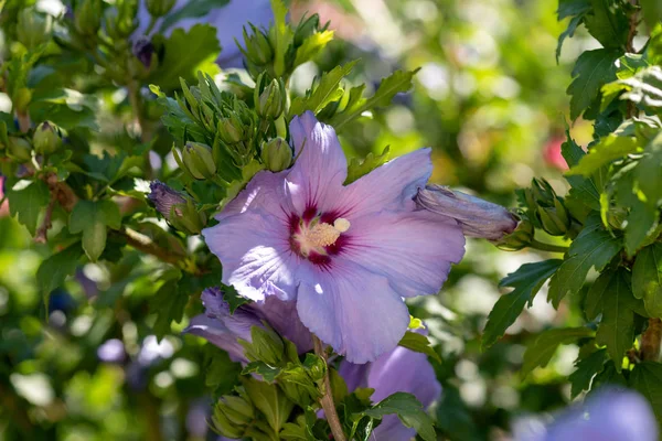 Цвет наружный натуральный цветочный крупным планом изображение розового фиолетового hibis — стоковое фото