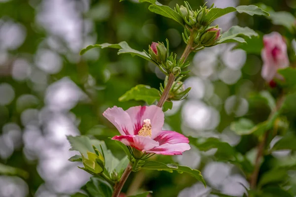 Színes Szabadtéri Természetes Virágos Közel Fel Piros Fehér Hibiszkusz Virág — Stock Fotó