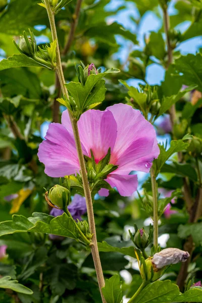 颜色户外天然花卉关闭图像粉红色的芙蓉开花在灌木丛 小屋与绿叶和芽在一个阳光明媚的夏日与蓝天 — 图库照片