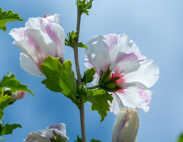 Цвет Наружных Природных Цветочных Крупным Планом Изображение Белого Красного Гибискуса — стоковое фото