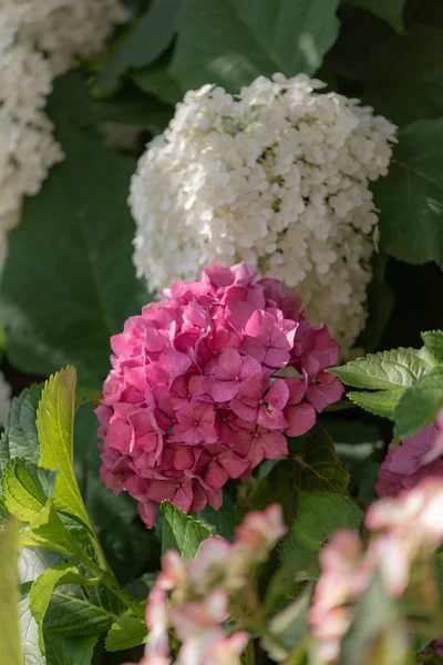 Color outdoor floral macro of a single flowering pink hydrangea / hortensia blossom in front of a lush white one with petals and leaves taken on a sunny summer day with natural blurred background