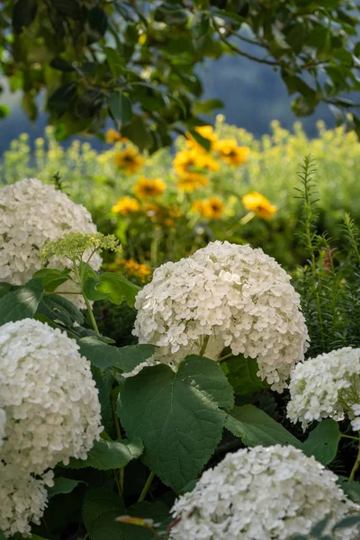 颜色的户外花卉宏开花的白色绣球花 霍滕西亚与大郁郁葱葱的花朵采取了一个阳光明媚的夏日 自然花园背景是在阴影中 — 图库照片