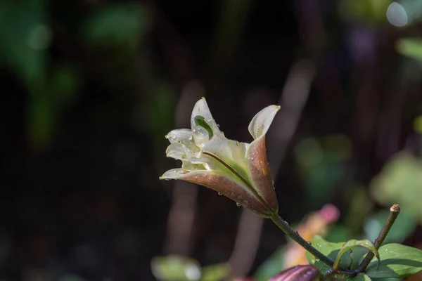 Fine art outdoor floral color macro of a single isolated sunlit white lily blossom with rain droplets on the petals in front of a natural blurred dark background