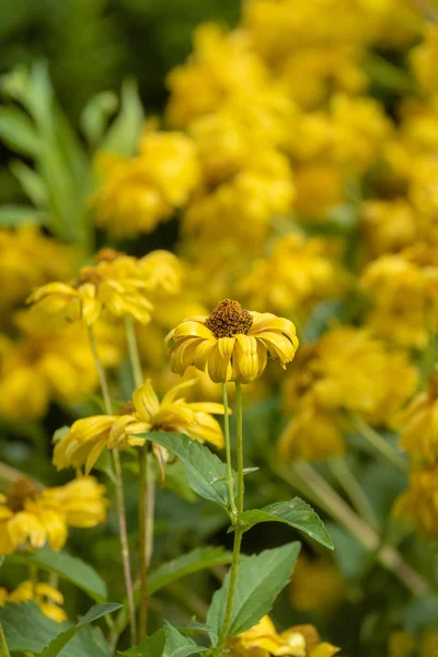 Image Macro Florale Plein Air Colorée Faux Tournesol Héliopsis Fleurs — Photo