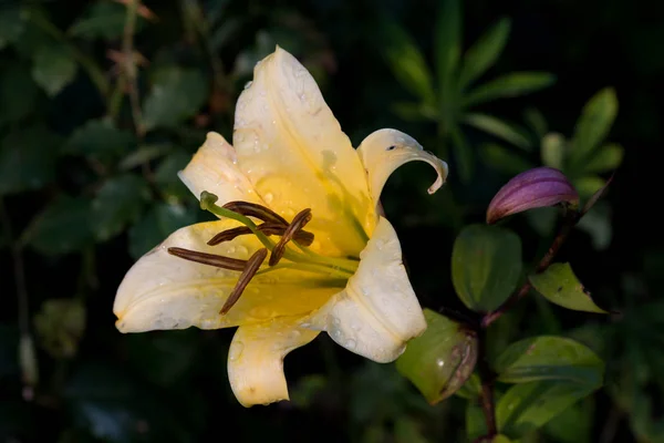 Macro de color floral al aire libre de una sola luz solar aislada amarillo wh —  Fotos de Stock