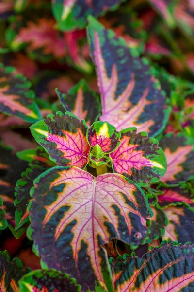 五颜六色的户外花卉宏观的绿色红色橙色紫罗兰色彩绘荨麻 太阳茎采取在一个阳光明媚的夏日 — 图库照片